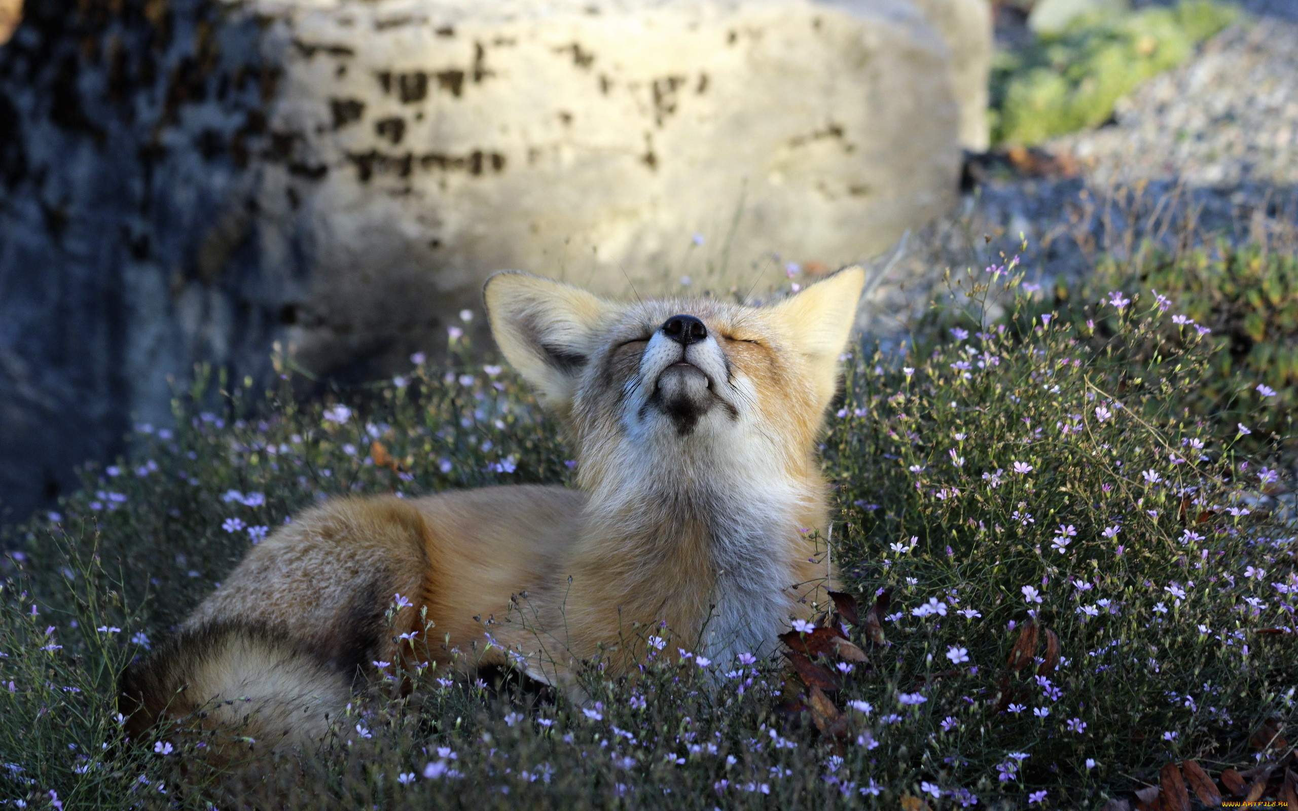 , , animal, attitude, fox, nature